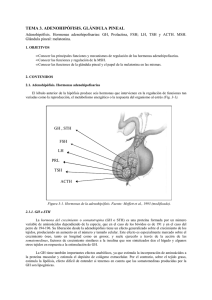 BLOQUE 3 - TEMA 3. Adenohipófisis. Glándula Pineal