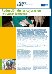Reducción de las cojeras en las vacas lecheras