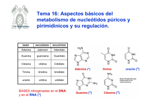 Tema 16: Aspectos básicos del metabolismo de nucleótidos púricos