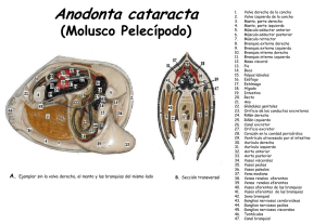 Anodonta cataracta (Molusco Pelecípodo)