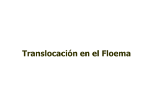 Translocación en el Floema