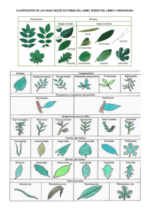 clasificación de las hojas según su forma del limbo, borde del limbo