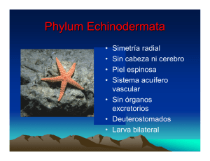Phyllum Echinodermata ( Echinos: espinas, dermis: piel, ata
