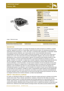 Lepidochelys kempii - Ministerio de Agricultura, Alimentación y