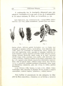 Collectanea Botanica A continuación doy la descripción diferencial