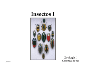 Clase Insectos 1