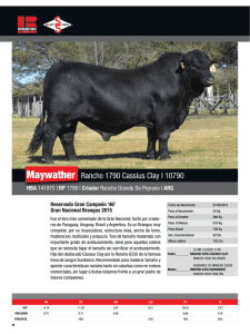 Maywather Rancho 1790 Cassius Clay l 10790
