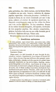 polen globuloso, liso. Estilo incluso, con los brazos libres ó