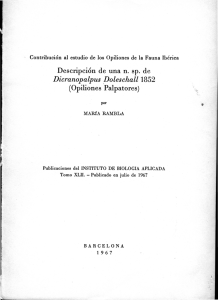 Rambla 1967a n. sp, Dicranopalpus
