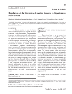Regulación de la liberación de renina durante la hipertensión