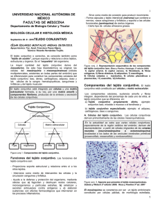Tejido Conjuntivo - Departamento de Biología Celular y Tisular
