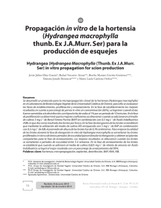 Propagación in vitro de la hortensia - Revistas UCO