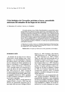Ciclo biológico de Cirrospilus próximo a lyncus, parasitoide