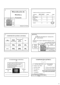 Mineralización de dentina y cemento