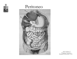 Peritoneo - U