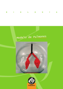 Modelo de Pulmones