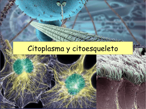 Citoplasma y citoesqueleto