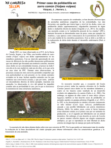 Primer caso de polidactilia en zorro común (Vulpes