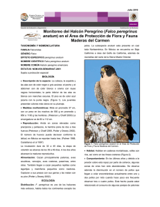 Monitoreo del Halcón Peregrino (Falco peregrinus anatum)