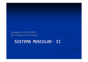 Sistema Muscular 2