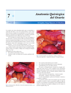 Anatomía Quirúrgica del Ovario