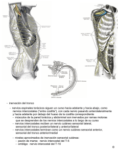 - inervación del tronco - nervios espinales torácicos siguen un curso