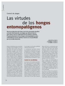 Las virtudes de los hongos entomopatógenos