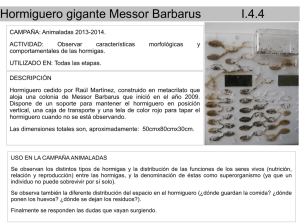 Hormiguero gigante Messor Barbarus I.4.4