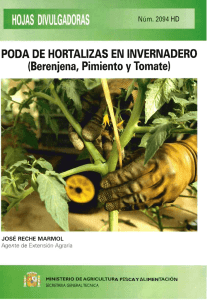 PODA DE HORTALIZAS EN INVERNADERO (Berenjena, Pimiento y