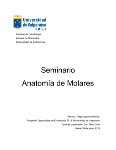 Seminario Anatomia de Molares