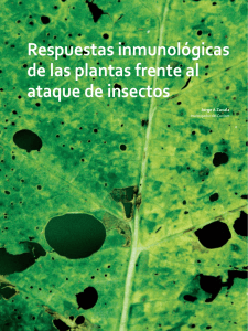 Respuestas inmunológicas de las plantas frente al ataque de insectos