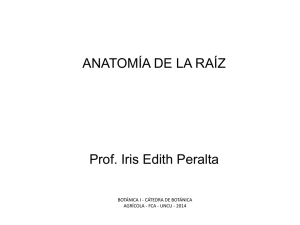 Anatomía de la raíz 1ria y 2ria Archivo