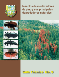 Insectos descortezadores de pino y sus principales depredadores