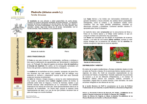 arbutus unedo-madroño - Jardín Botánico de Castilla
