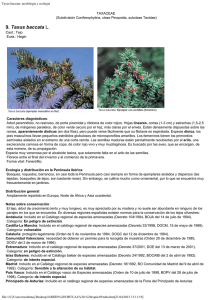 Taxus baccata: morfología y ecología