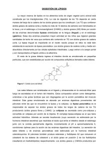 UDIGESTIÓN DE LÍPIDOS