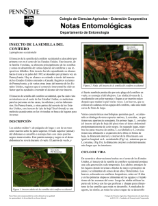 PDF En Español Insecto de la Semilla del Conífero