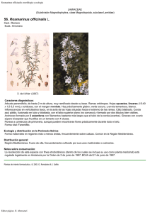 Rosmarinus officinalis: morfología y ecología