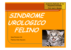 Síndrome Urologico Felino.