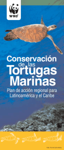 Tortugas Marinas