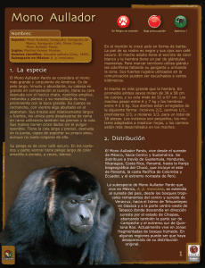 Alouatta palliatta - Biodiversidad Mexicana