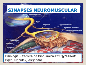 sinapsis neuromuscular