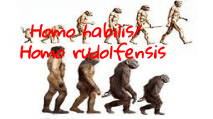 Homo habilis/ Homo rudolfensis