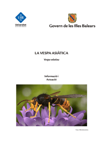 Document d`informació i actuació davant la vespa asiàtica elaborat