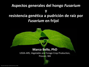 Aspectos generales del hongo Fusarium y resistencia genética a