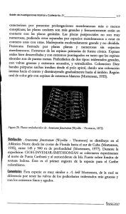 caracterizan por presentar prolongaciones membranosas