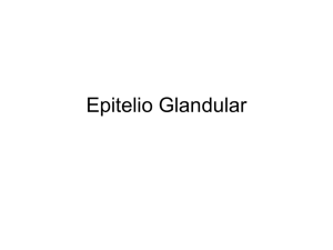 Epitelio Glandular