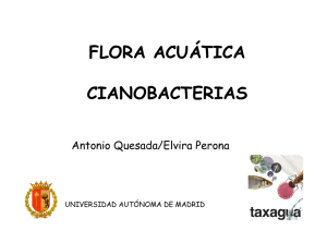 Flora acuática: Cianobacterias. Antonio Quesada / Elvira Perona