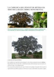la carrasca del penyot de bétera ha sido declarada árbol monumental