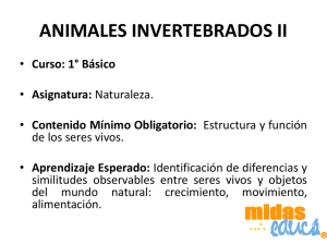 Los animales Invertebrados - Midas